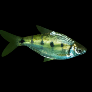 Rohtee Barb Rohtee Ogilii 5cm