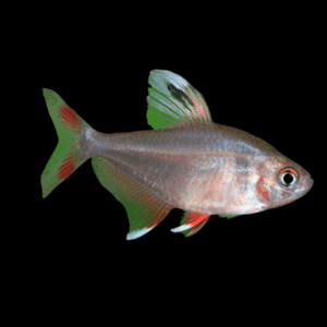 Rosy Tetra Hyphessobrycon Rosaceus 2cm