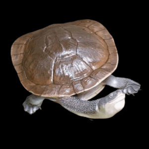 Roti Island Snake Neck Adult Turtle Chelodina Mccordi 30cm