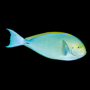 Round Face Tang Acanthurus Mata