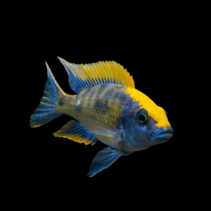 Roxy Cichlid Othopharynx Roxy - 5cm