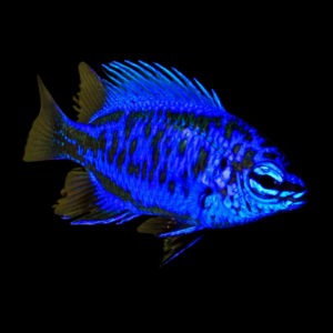 Royal Blue Damsel Chrysiptera Springeri