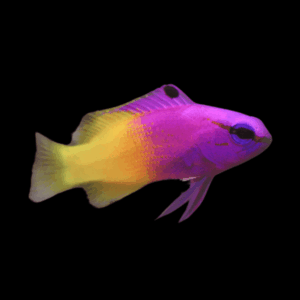 Royal Gramma Pseudochromis Fridmani