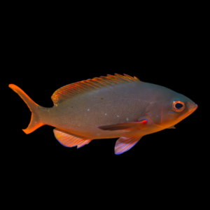 Ruby Anthias Paranthias Colonus