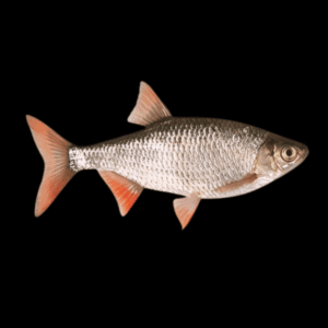 10 x Rudd Scardinius Erythrophthalmus