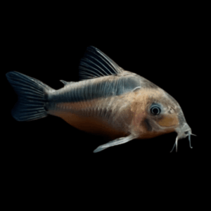 Rusty Corydoras Rabauti 3cm Catfish