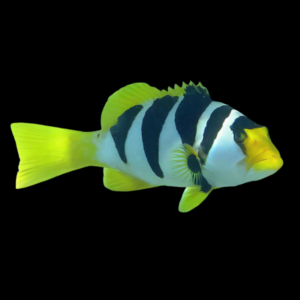 Saddle Grouper Plectropomus Laevis