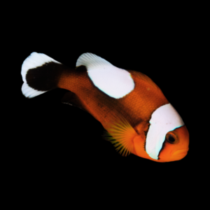 Saddleback Clownfish Amphiprion Polymnus