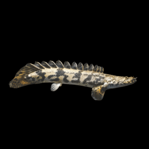 Saddled Endlicheri Bichir Polypterus Endlicheri Endlicheri 10cm