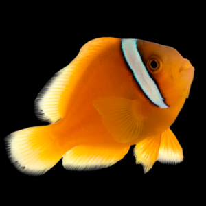 Saddled Red Clownfish Amphiprion Ephippium