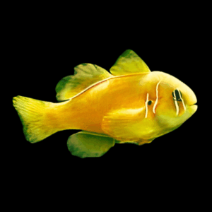 Saffron Coral Goby Gobiodon Citrinus