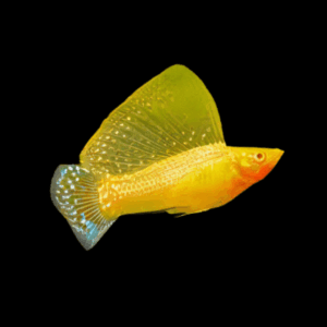 Sailfin Golden Molly Poecilia Sphenops 3cm