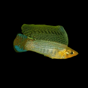 Sailfin Green Molly Poecilia Sphenops 3cm