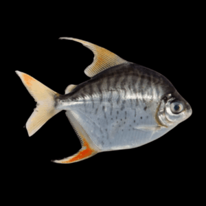 Sailfin Red Hook Dollar Myleus Setiger 4cm