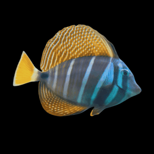 Sailfin Tang Long Fin Zebrasoma Velifer