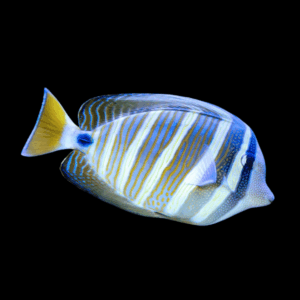 Sailfin Tang Round Fin Zebrasoma Velifer