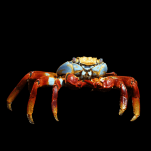 Sally Lightfoot Crab Grapsus Grapsus