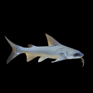 Salmon Catfish Arius Graeffei 15cm