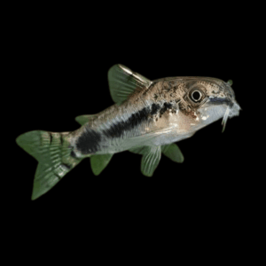 Salt and Pepper Corydoras Habrosus 2cm Catfish