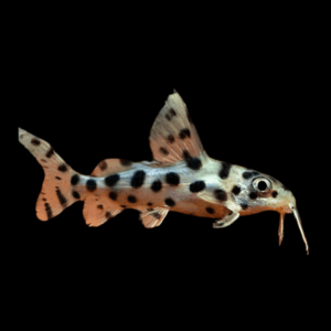 Salt and Pepper Hybrid Catfish Synodontis Sp 5cm