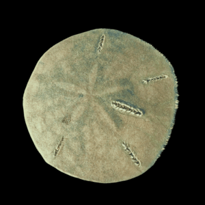 Sand Dollar Spiny Sea Urchin Echinoidea