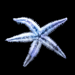 Sand Sifting Starfish Archaster Typicus
