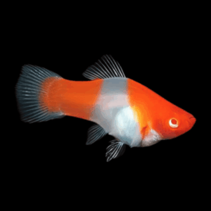 Santa Platy Xiphophorus Maculatus 3cm