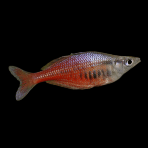 Santani Rainbow Fish Chilatherina Sentaniensis 5cm