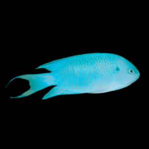 Sapphire Pavo Damsel Pomacentrus Pavo