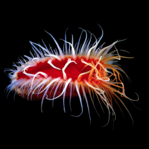 Scallop Electric Flame Ctenoides Scaber