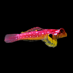 Scarlet Scooter Blenny Synchiropus Sycorax