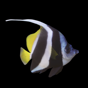 Schooling Bannerfish Heniochus Diphreutes