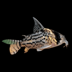 Schwartz's Corydoras Schwartzi 3cm Catfish