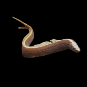 Scissortail Loach Vaillantella Maassi 8cm