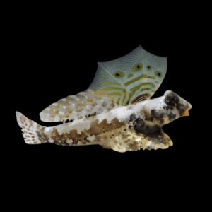 Scooter Dragonette Synchiropus Ocellatus