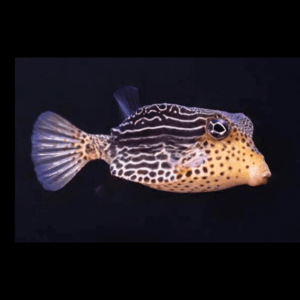 Scribbled Boxfish Ostracion Solorensis