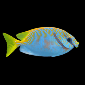 Barred Spinefoot Scribbled Rabbit Fish Siganus Doliatus