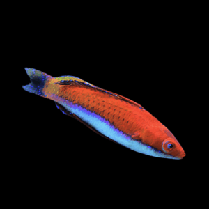 Sea Fighter Fairy Wrasse Cirrhilabrus Rubriventralis