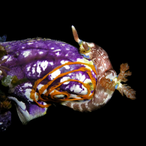 Sea Squirt Polycarpa Aurata