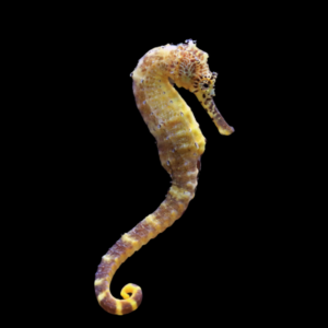 Seahorse Erectus Hippocampus Erectus