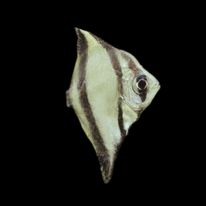 Sebae Mono Angelfish Monodactylus Sebae 3cm