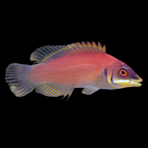 Secretive Pyjama Wrasse Pseudocheilinus Evanidus