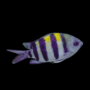 Sergeant Major Damsel Chromis Abudefduf Saxatilis
