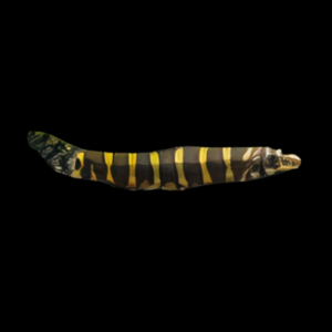 Serpent Loach Serpenticobitis Octozona 4cm