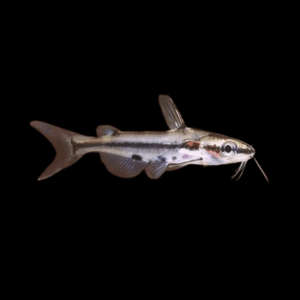 Shadow Catfish Hyalobagrus Ornatus 3cm