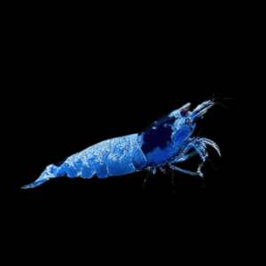 Shadow Mosura Blue Shrimp Caridina 2cm