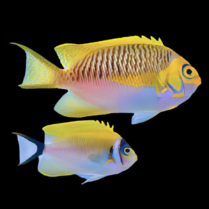 Pair Shallowtail Angelfish Genicanthus Semifasciatus