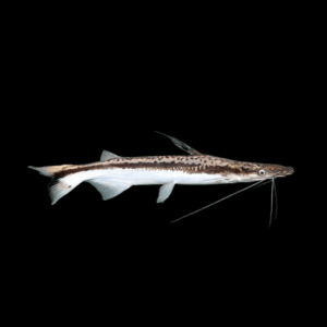 Shovelnose Catfish Sorubim Lima 10cm