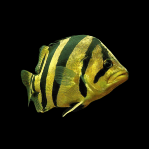 Siamese Tiger Fish Mekong Tiger Perch Datnoid Coius Undecimradiatus 5cm
