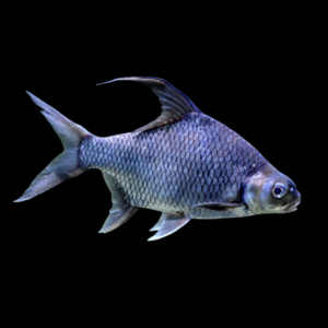 Sicklefin Barb Puntioplites Falcifer - 8cm